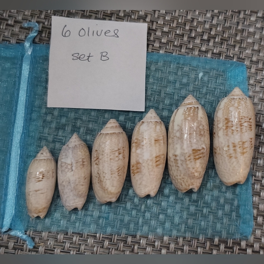 6 Lettered Olive Seashells from Florida (set B)